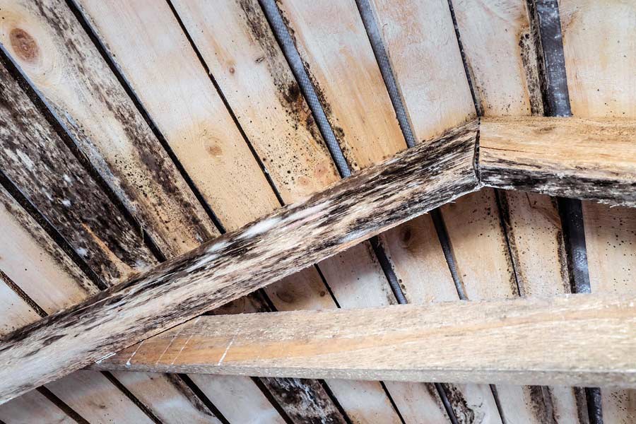 Mögelpåväxt på träkonstruktion på vinden
